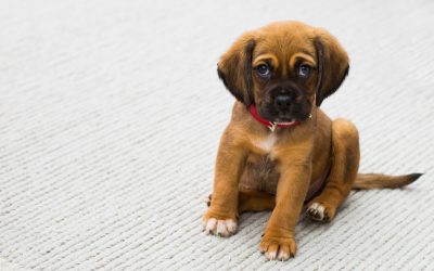 Why should you bother enrolling on to puppy classes?