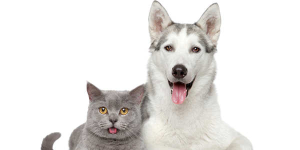 Grey cat and white dog