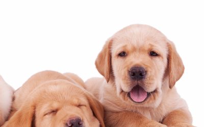Puppy Training – how to prevent problem behaviour with your puppy