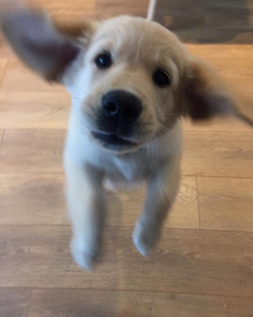 Puppy jumping up with flappy ears